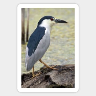 Black Capped Night Heron Sticker